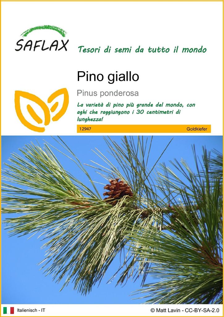 SAFLAX  - Pino giallo - 20 semi - Pinus Immagine del prodotto 