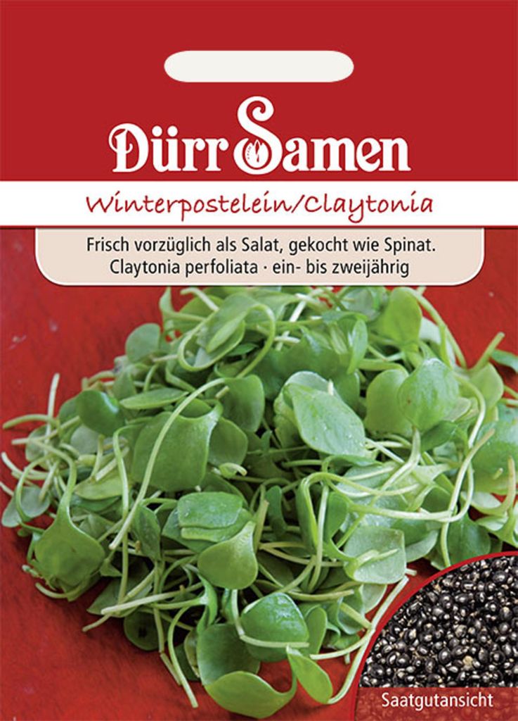 Dürr-Samen - Winterpostelein - Saatgut - 1909 Produktbild 