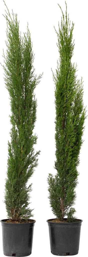 Mittelmeer-Zypresse - 2 Stk - Cupressus sempervirens - Höhe 70-80cm - 19cm