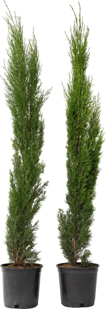 Cyprès toujours vert H70-80cm lot de 2 Cupressus sempervirens