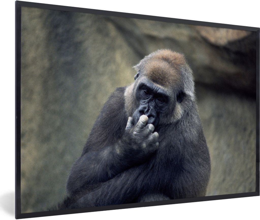 MuchoWow MuchoWow Gerahmtes Poster Niedlicher Gorilla kratzt sich an der Nase 60x40 cm - Poster mit zchwarzem Bilderrahmen - Printing - Wanddek...