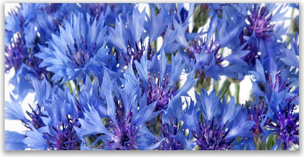 Küchenrückwand aus Glas 140x70cm Spritzschutz Blumen Pflanzen