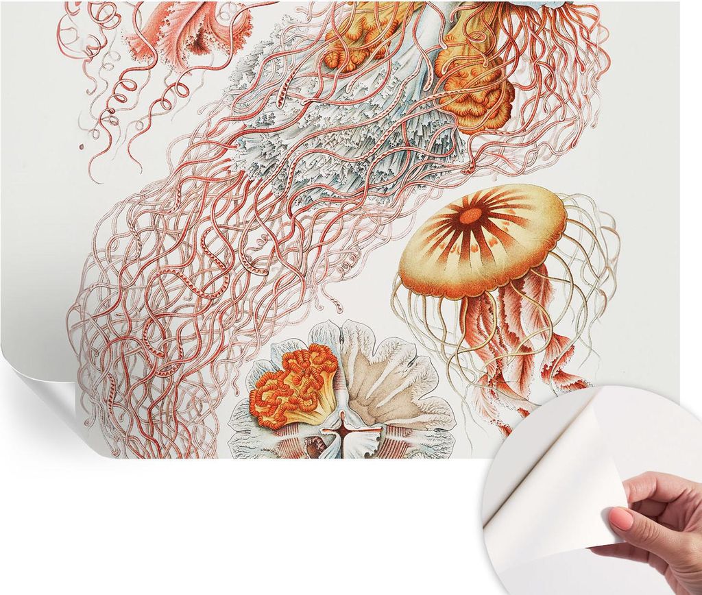 Selbstklebende Wandtapete - Dekorative Tapete für Wohnzimmer - Klebefolie für Wandbilder - Tapetenfolie für Wanddekoration - 104x70 cm - Zierqualle