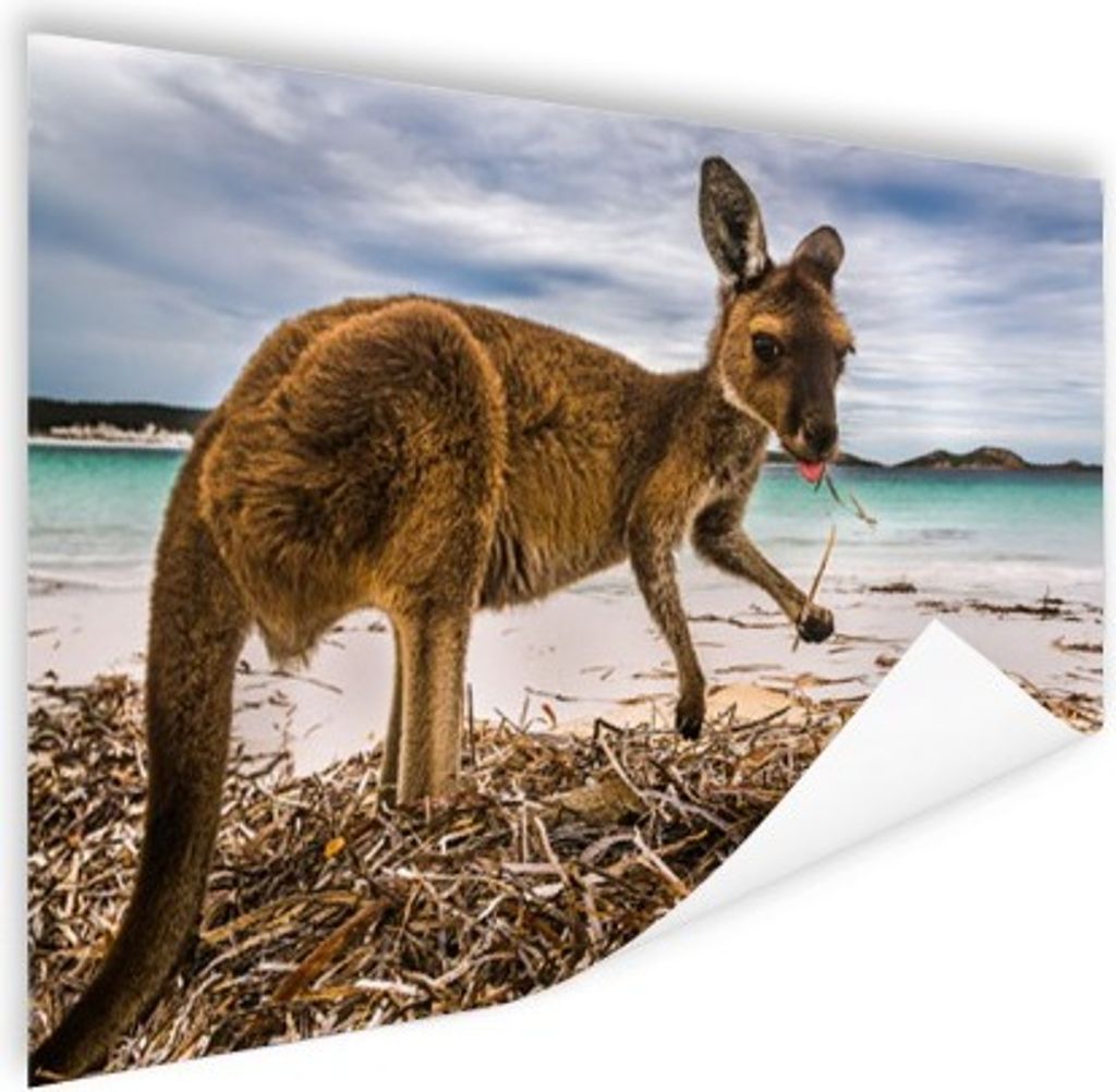 MuchoWow Poster Känguru - Meer - Pflanzen 120x80 cm - Bilder