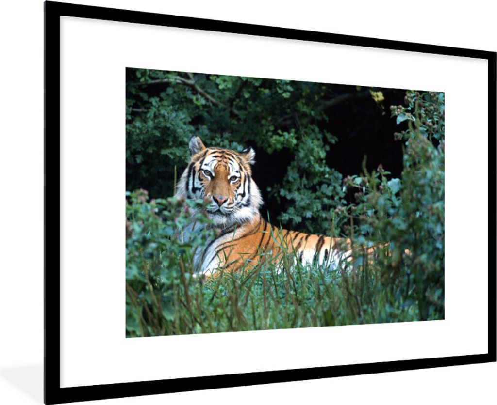 MuchoWow MuchoWow Gerahmtes Poster Tiger - Gras - Grün 90x60 cm - Poster mit zchwarzem Bilderrahmen - Wanddekoration - Fotos