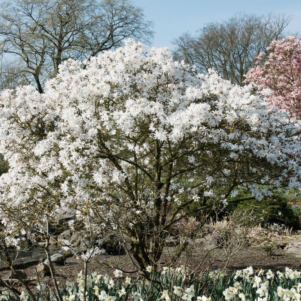 Stern-Magnolie Magnolia Stellata – Strauch – Blüte Weiß – Laubabwerfend – Frühjahrsblüher – Pflegeleicht – 17cm Höhe 45cm – Für...