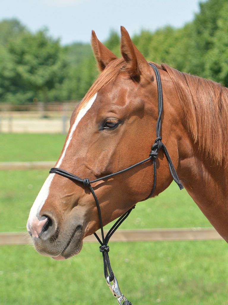 Knotenhalfter SMOOTH II in verschiedenen Farben, Farbe:Schwarz, Größe:SH
