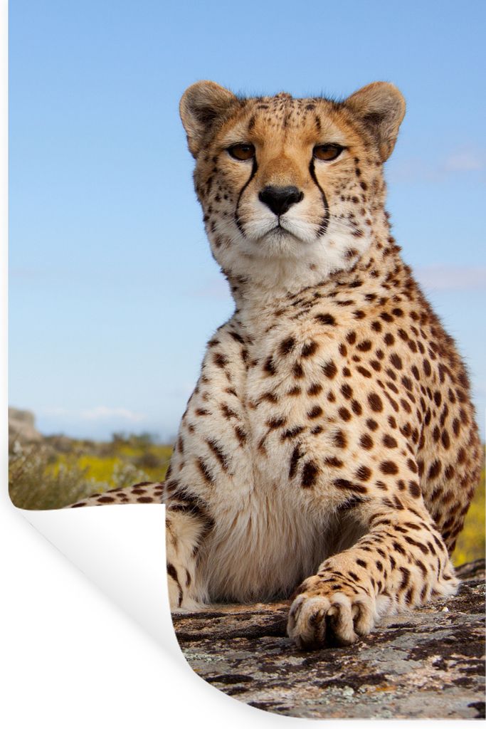 MuchoWow Wandtattoo Wandsticker Wandaufkleber Leopard - Tiere - Natur 40x60 cm Selbstklebend und Repositionierbar - Wierderverwendbar - Selbstkle...