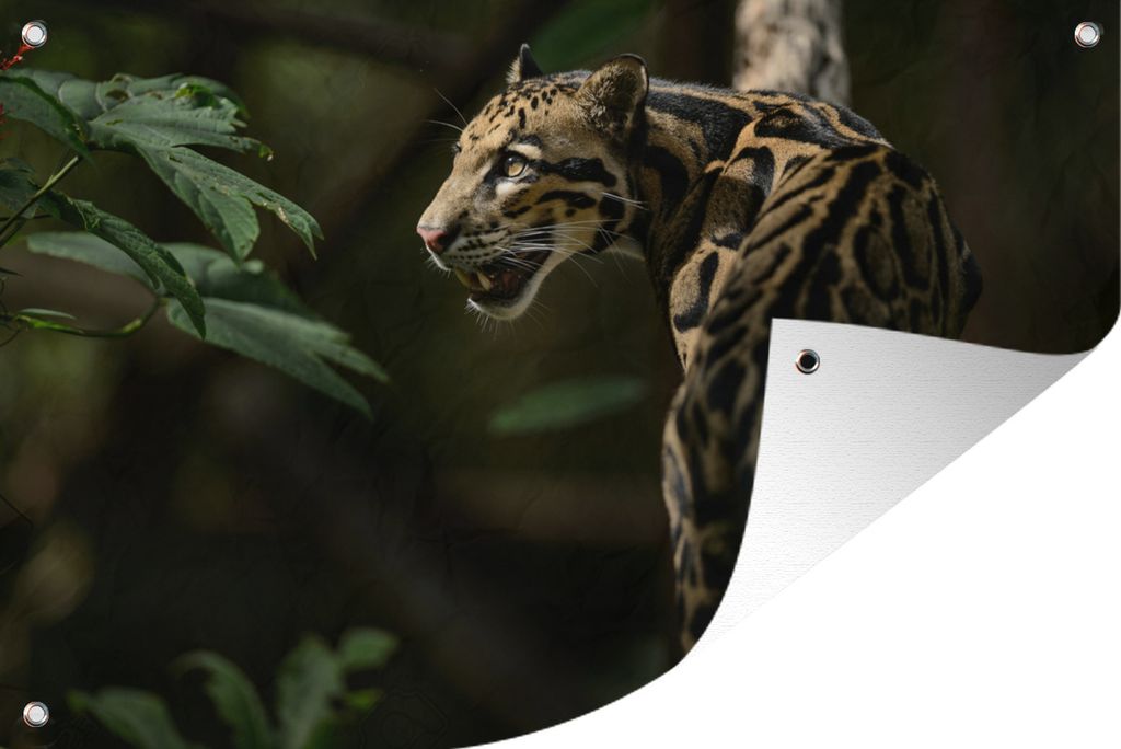 MuchoWow 90x60 cm Outdoor-Poster Gartendeko Sichtschutz Garten Poster für den Garten Ein bewölkter Leopard in einem dunklen Wald