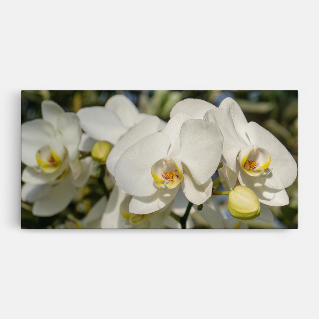 ARTHUB Leinwandbild 40x80 cm, Big Orchids In Nature | Wohnzimmerdekoration, Hängende Bilder, Wanddekoration, Heimdekoration, Blumen, Orchideen