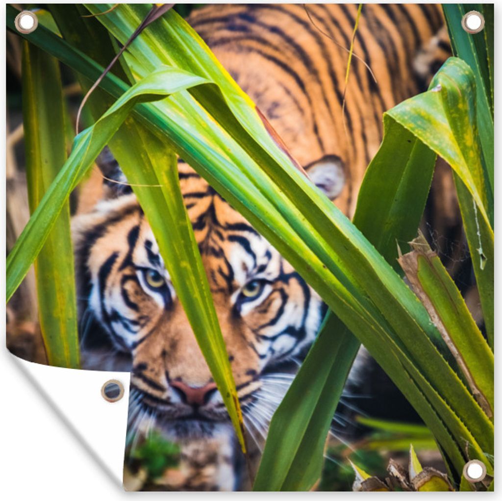 MuchoWow 100x100 cm Outdoor-Poster Gartendeko Sichtschutz Garten Poster für den Garten Versteckter Sumatra-Tiger im Laub