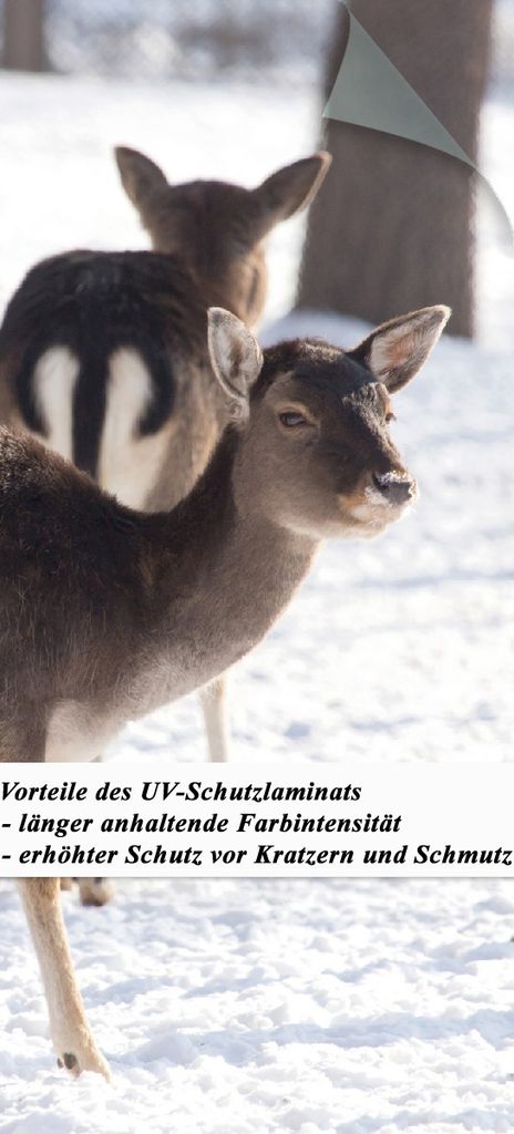 Wallario selbstklebende Türtapete 100 x 220 cm mit Schutzlaminat - Zwei junge Elche im Schnee in Arizona - Amerika