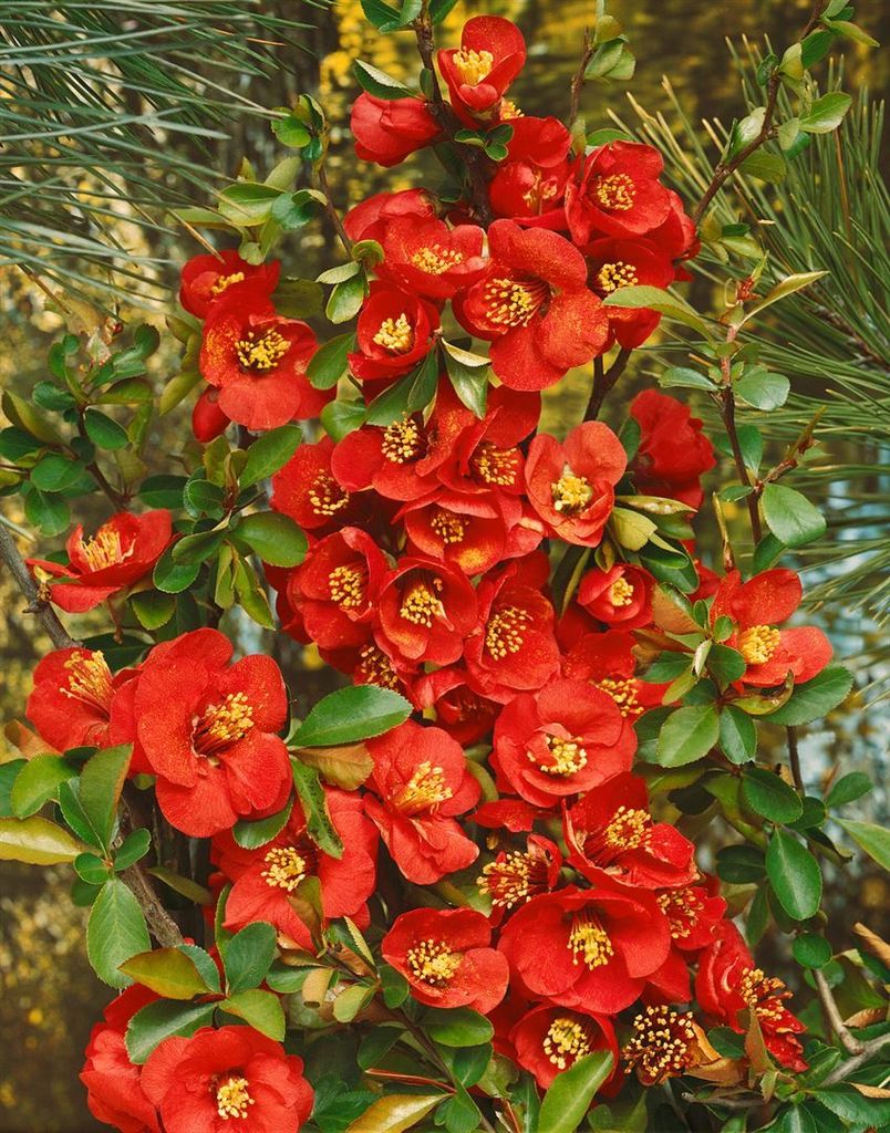 Chaenomeles 'Elly Mossel', Zierquitte, rot, 40–60 cm