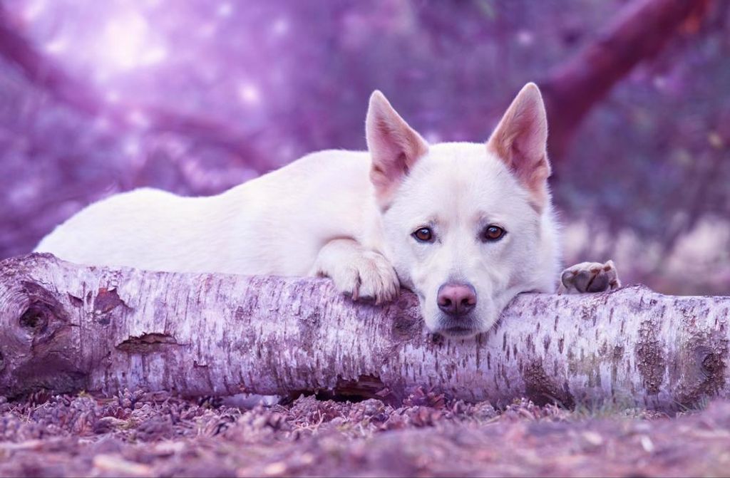 hansepuzzle 30827 - Hund Puzzle, 500 Teile, Tierwelt, 46,0 x 30,0cm mit hochwertiger Aufbewahrung, Kartonbox und wiederverschließbarem Beutel