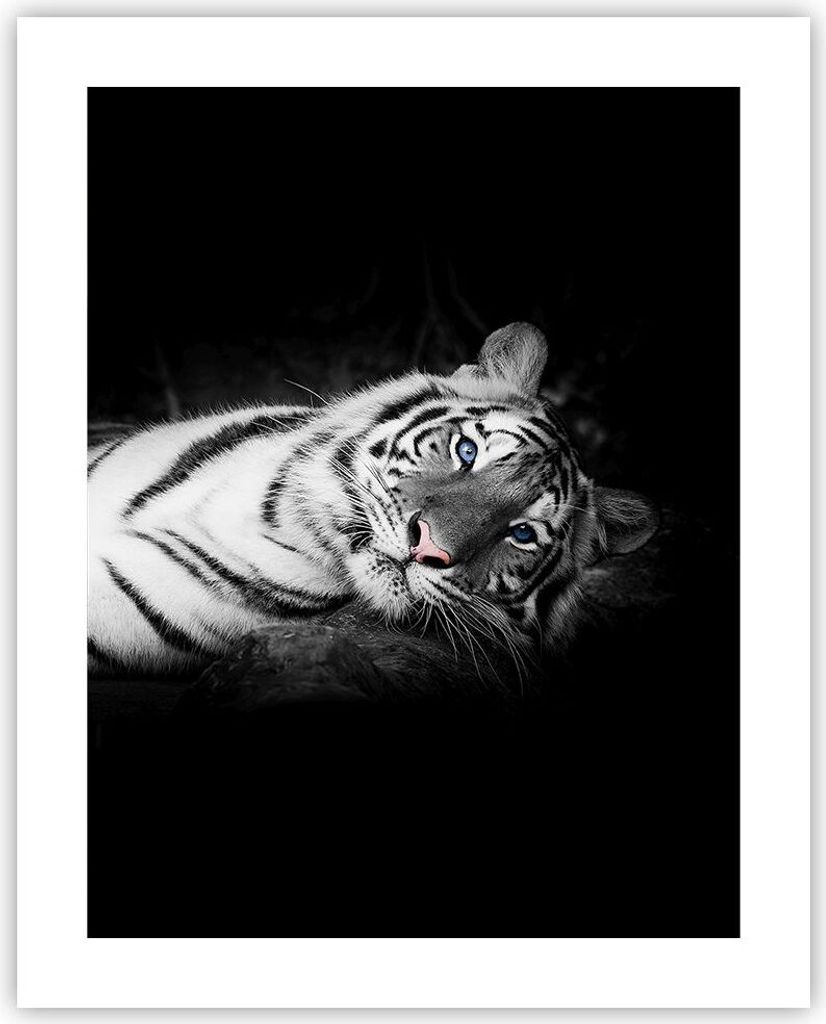 Poster - Poster ohne Rahmen - Weiß Tiger Schwarz und Weiß - 40x50 cm - Wand Bild - Wanddeko - Wandbilder - Kunstposter - Wandposter - Bilder - Ku...