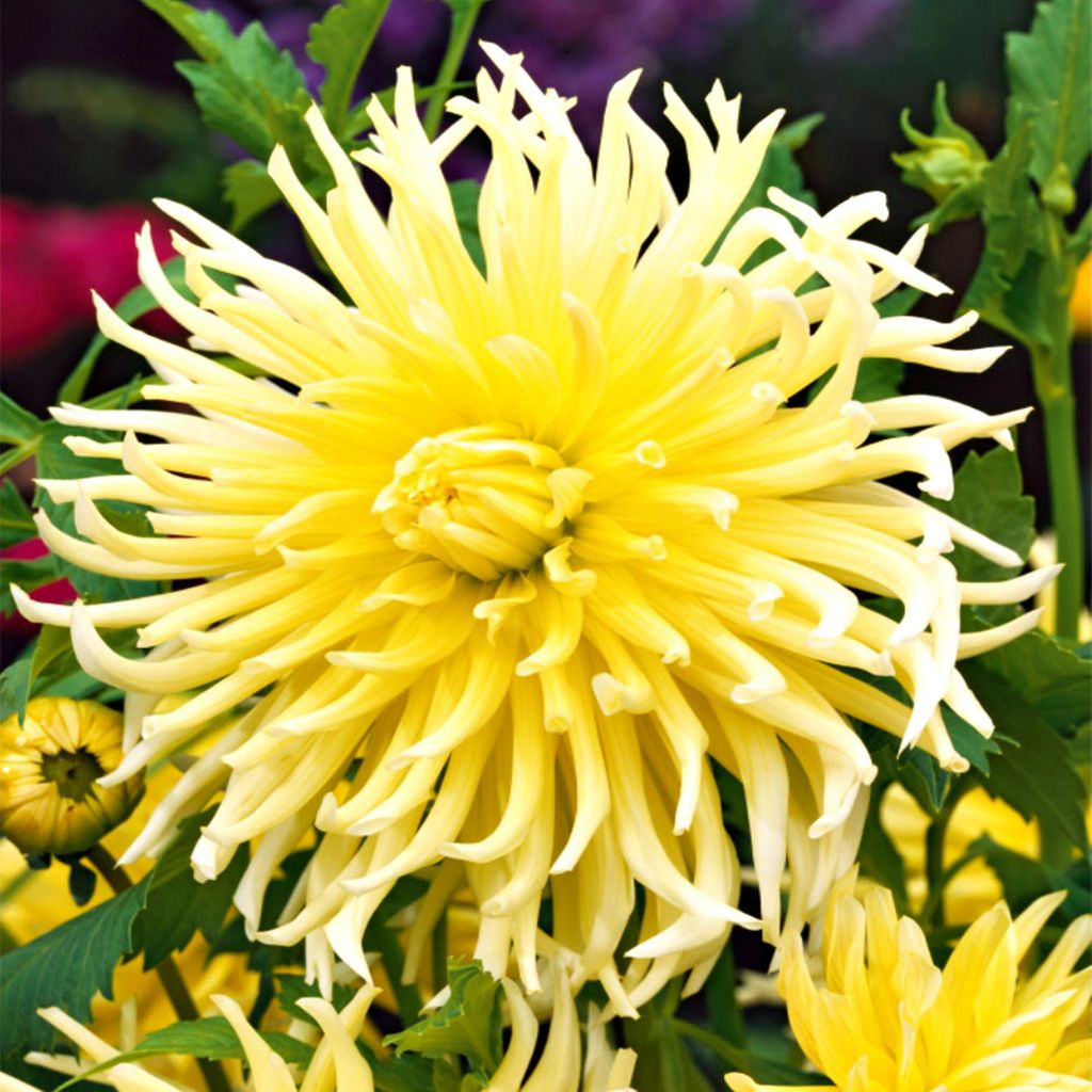 Dahlia cactus jaune Yellow 1 pièce Dahlias plants de dahlia Image du produit 