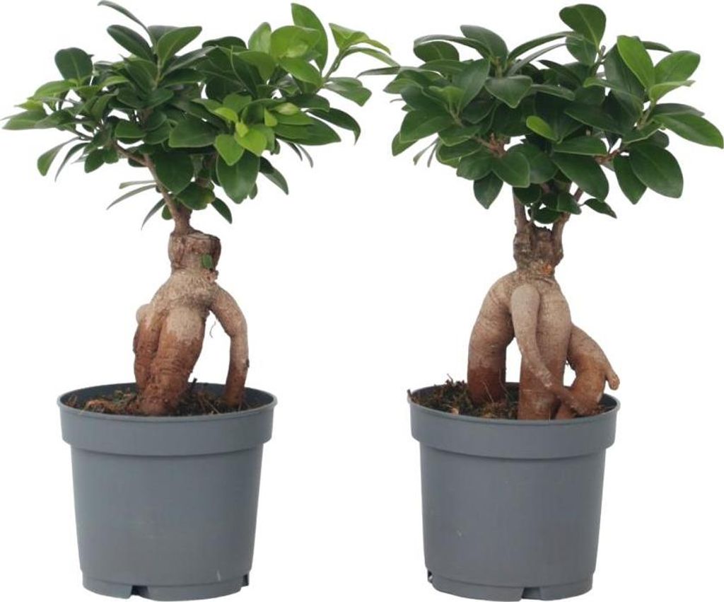 Bonsai - 4 szt - Ficus microcarpa - Wysokość 30-40cm - Zdjęcie produktu 