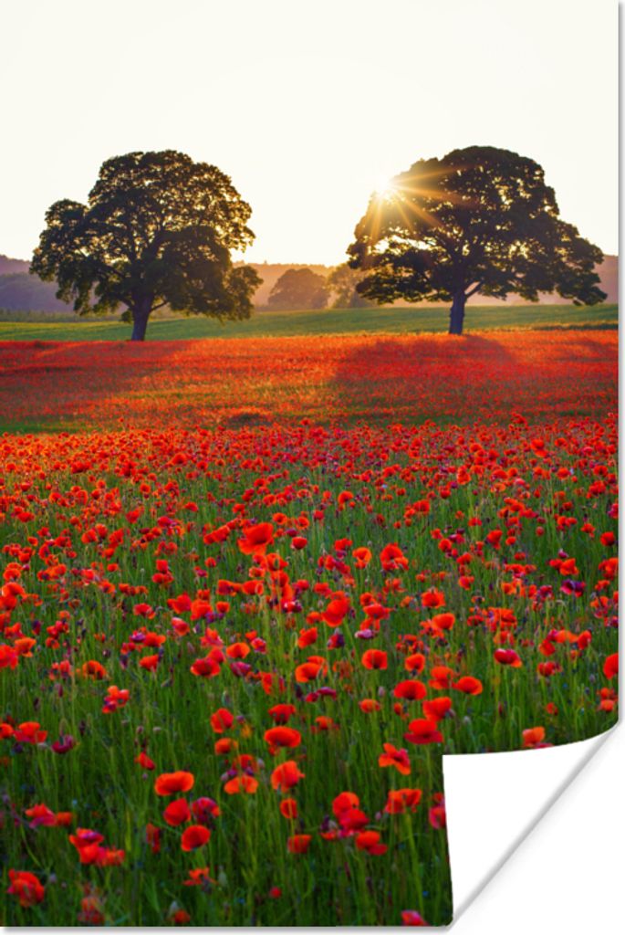 MuchoWow Poster Ein Mohnfeld mit zwei großen Bäumen 20x30 cm - Papierdruck