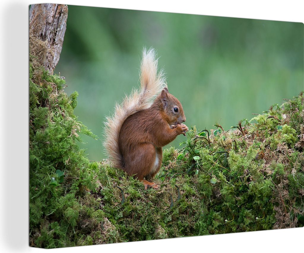 MuchoWow - Leinwandbilder - Eichhörnchen - Wald - Moos, Wandbild, Wanddeko Bilder Wohnzimmer, 90x60 cm