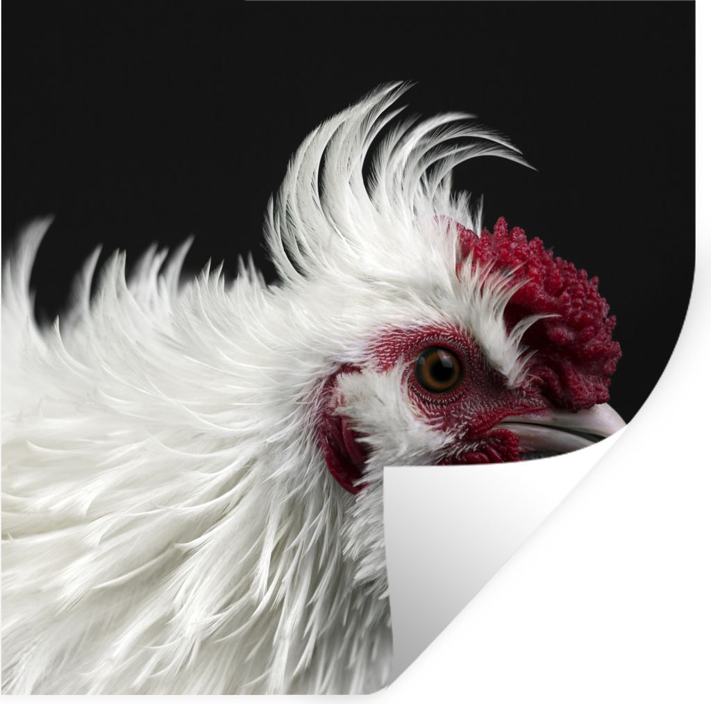 MuchoWow Wandtattoo Wandsticker Wandaufkleber Huhn - Vogel - Schwarz 80x80 cm Selbstklebend und Repositionierbar - Wierderverwendbar - Selbstklebend
