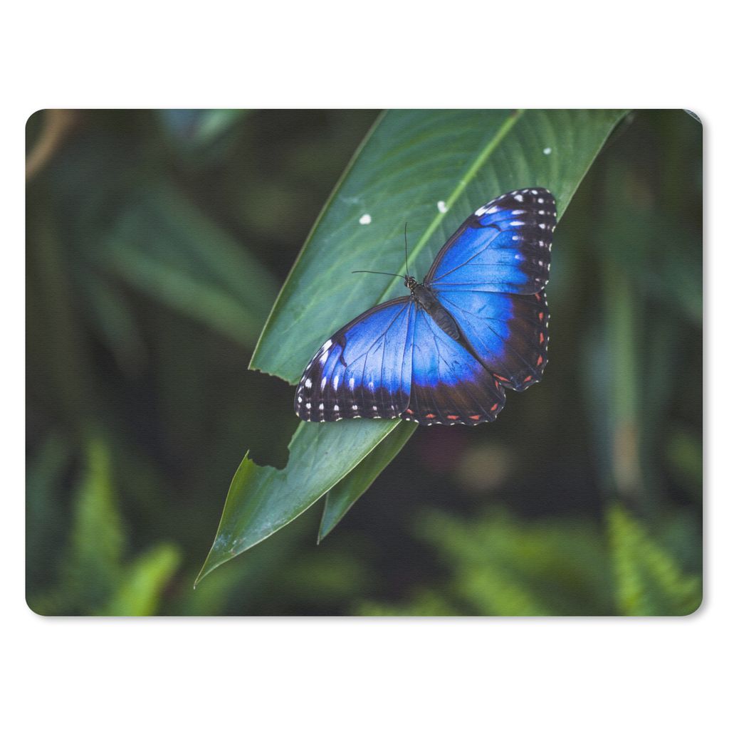 MuchoWow Mauspad Mousepad Nahaufnahme eines Morpho-Schmetterlings auf einem Blatt 23x19 cm - Mousepads - Maus Mat - Pad - Mausunterlage - Schreib...