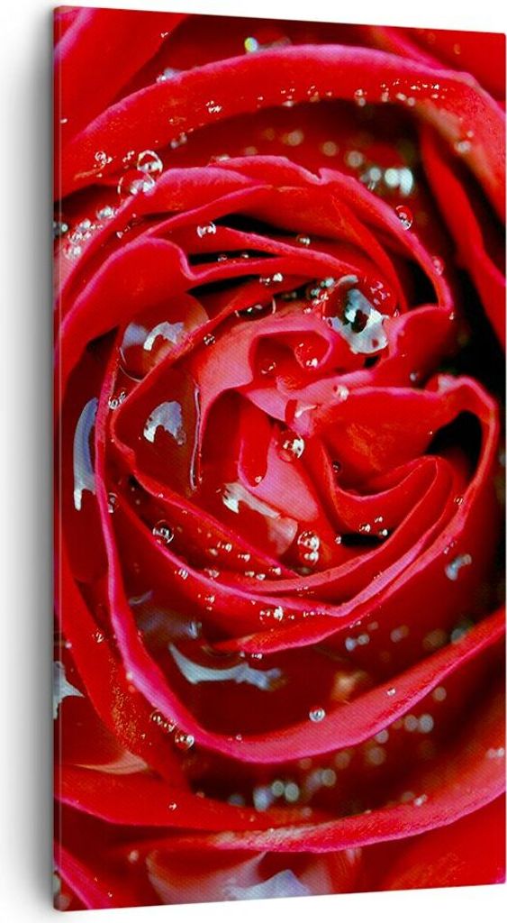 Bild auf Leinwand - Leinwandbild - Rose Blume Blütenblätter Tau - 45x80cm - Wand Bild - Wanddeko - Leinwanddruck - Bilder - Kunstdruck - Wanddeko...