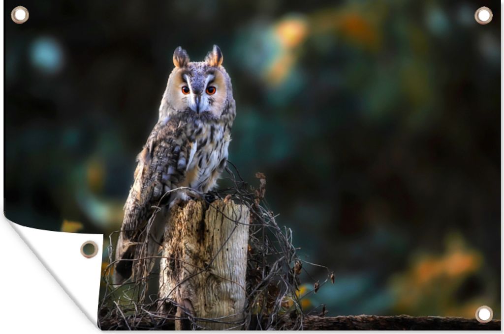 MuchoWow 60x40 cm Outdoor-Poster Gartendeko Sichtschutz Garten Poster für den Garten Eule - Herbst - Vogel - Äste