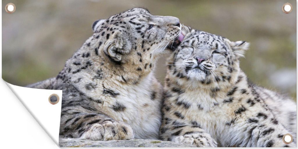 MuchoWow 120x80 cm Outdoor-Poster Gartendeko Sichtschutz Garten Poster für den Garten Schneeleopard - Jungtier - Stein