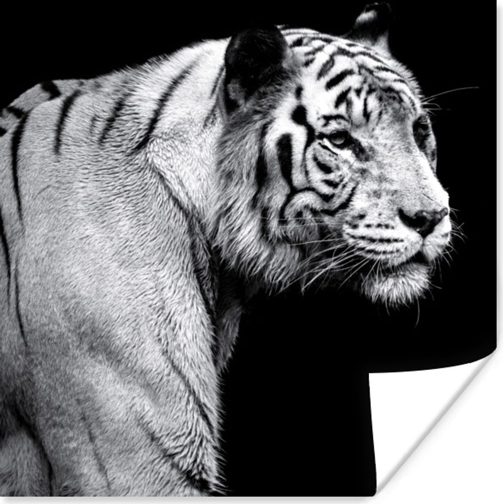 MuchoWow Poster Tiger - Wilde Tiere - Licht 50x50 cm
