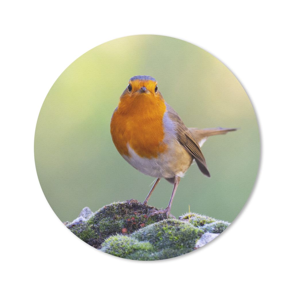 MuchoWow Mauspad Mousepad Steine - Rotkehlchen - Natur 50x50 cm - Mousepads - Maus Mat - Pad - Mausunterlage - Vinyl