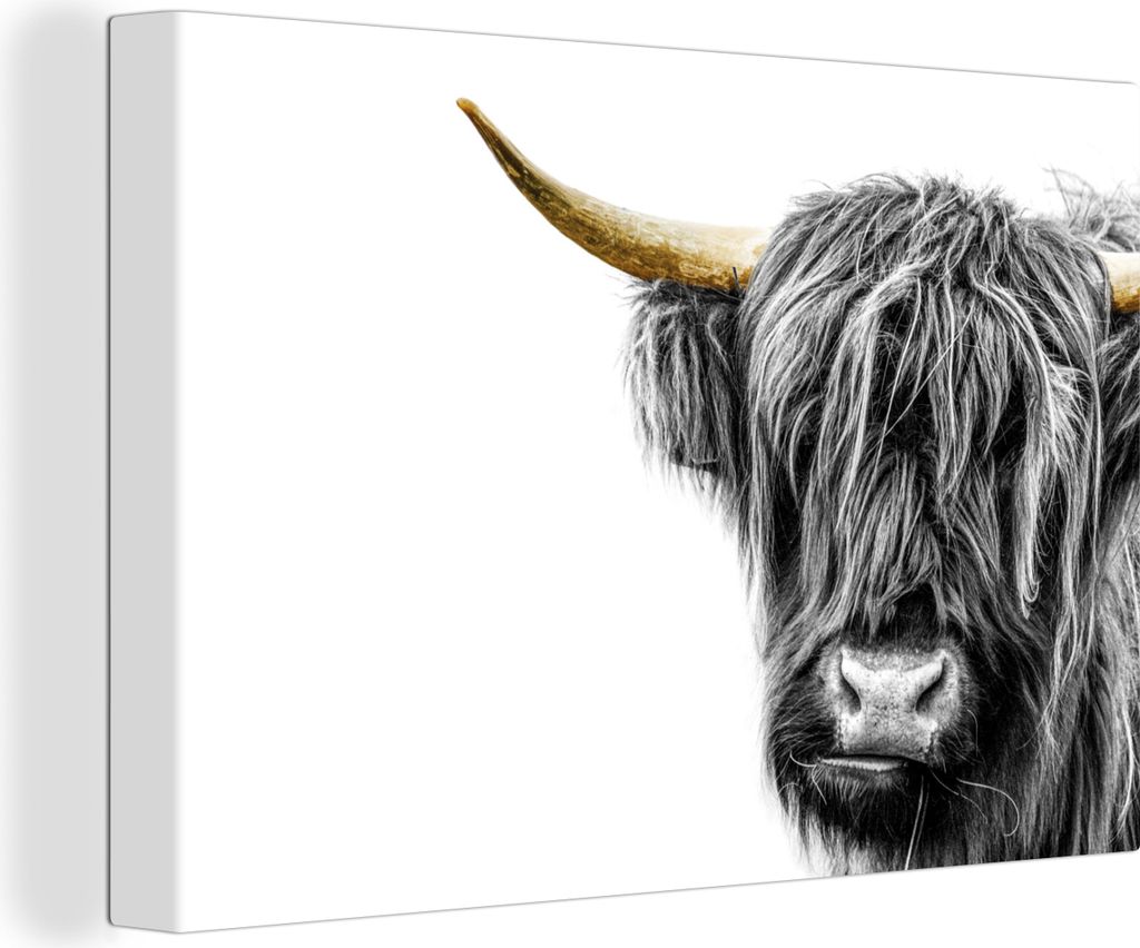 OneMillionCanvasses - Leinwandbilder - 150x100 cm, Scottish Hochlandrind - Weiß - Schwarz & Gold, Wandbilder Wohnzimmer Hochland Rind - Tier Wan...
