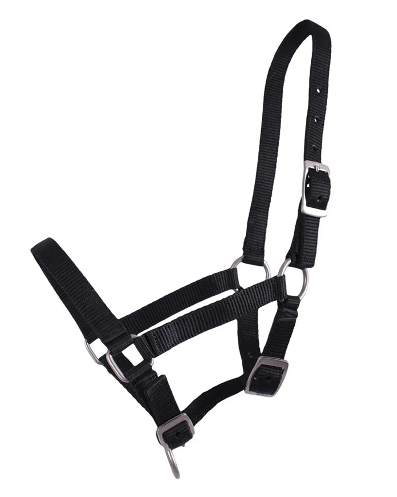 Cavezza per puledri QHP Regolabile | Equitazione Professionale Online