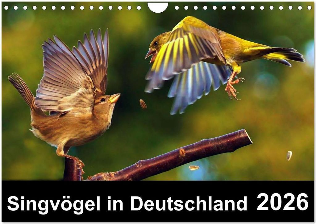 Singvögel in Deutschland (Wandkalender 2026 DIN A4 quer), CALVENDO Monatskalender