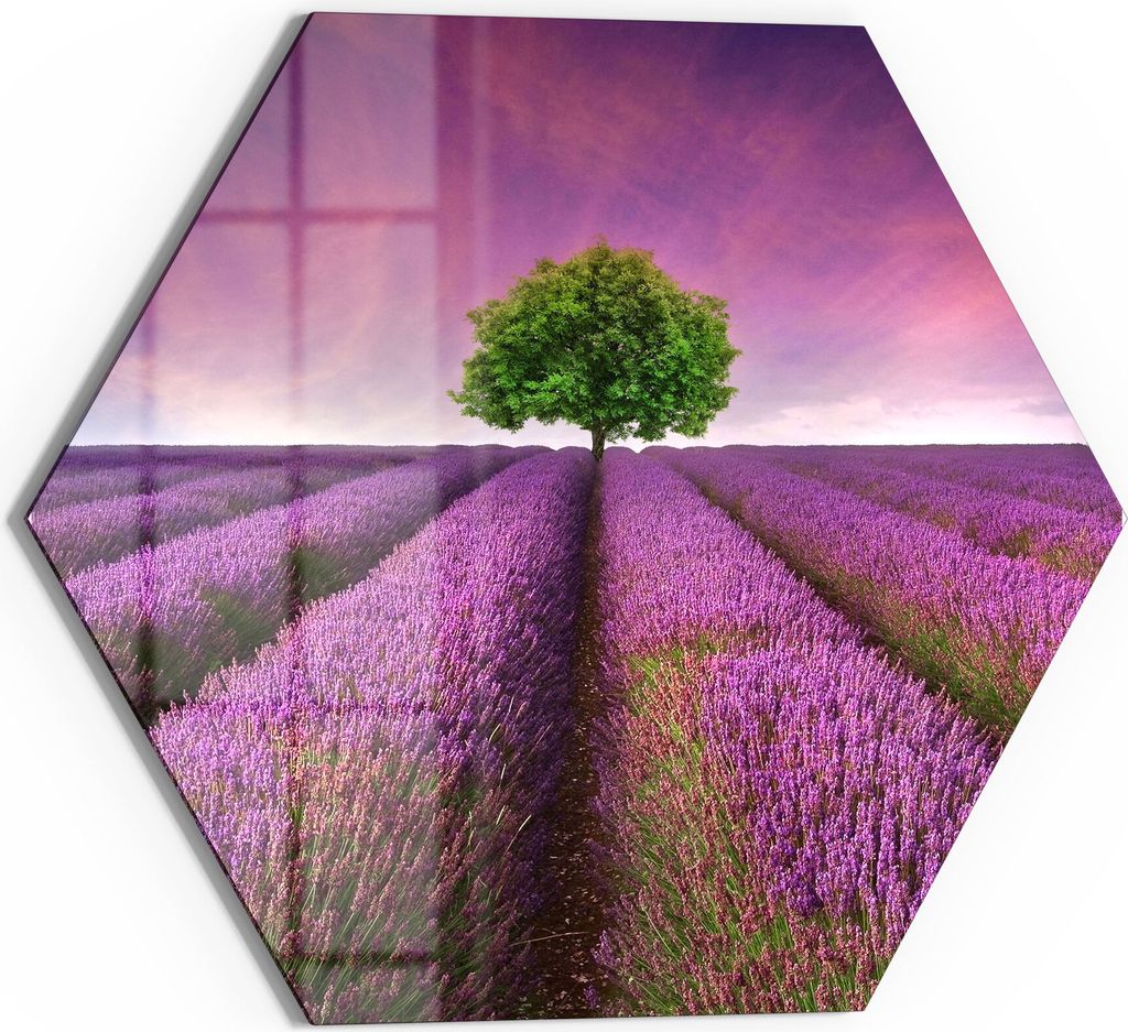 DEQORI Glasbild Echtglas 55x48 cm 'Baum in Lavendelreihen' Wandbild Bild modern Deko