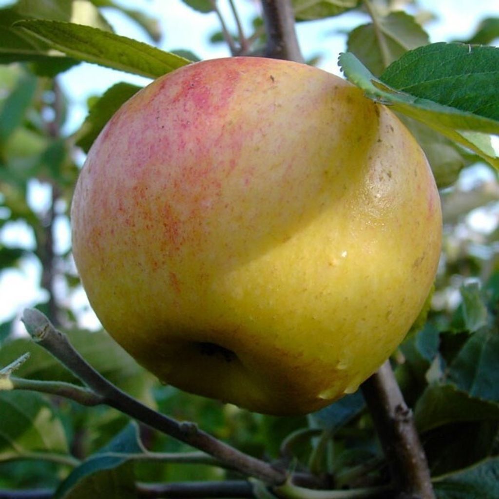 Dülmener Rosenapfel historischer Herbstapfel Zwergbaum 110-140 cm M26
