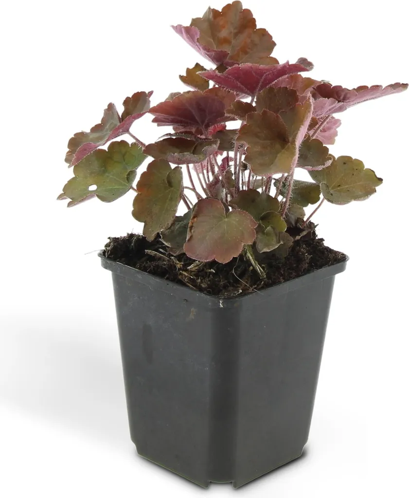 Couvre-sol Persistant pour Ombre - Heuchera Palace Purple - 60 Pots