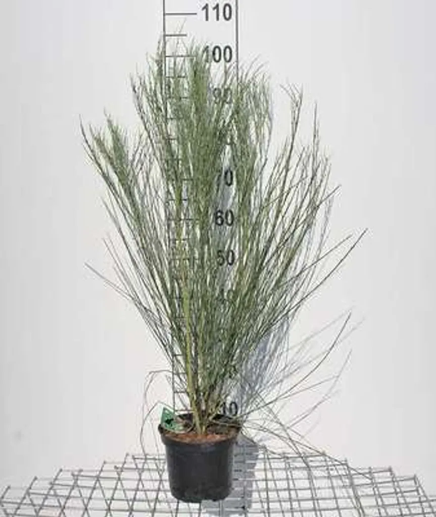 Genêt Albus pour jardin sec et rocaille - Cytisus blanc 40-60 cm