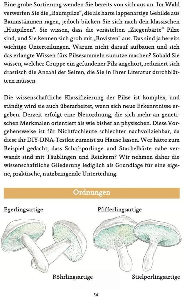 Comment Identifier les Champignons en Allemagne ? Guide Complet Facile