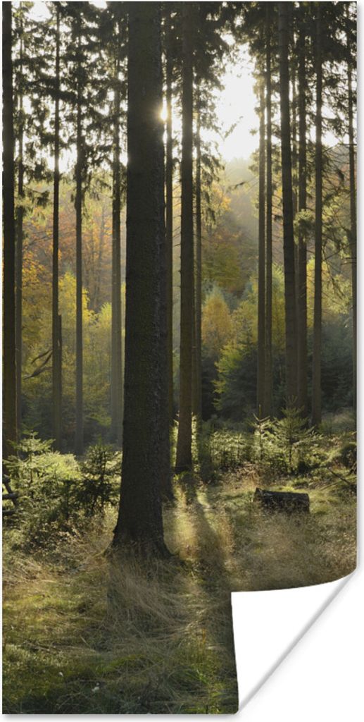 MuchoWow Poster Wald - Sommer - Sonne 60x120 cm - Wandschmuck