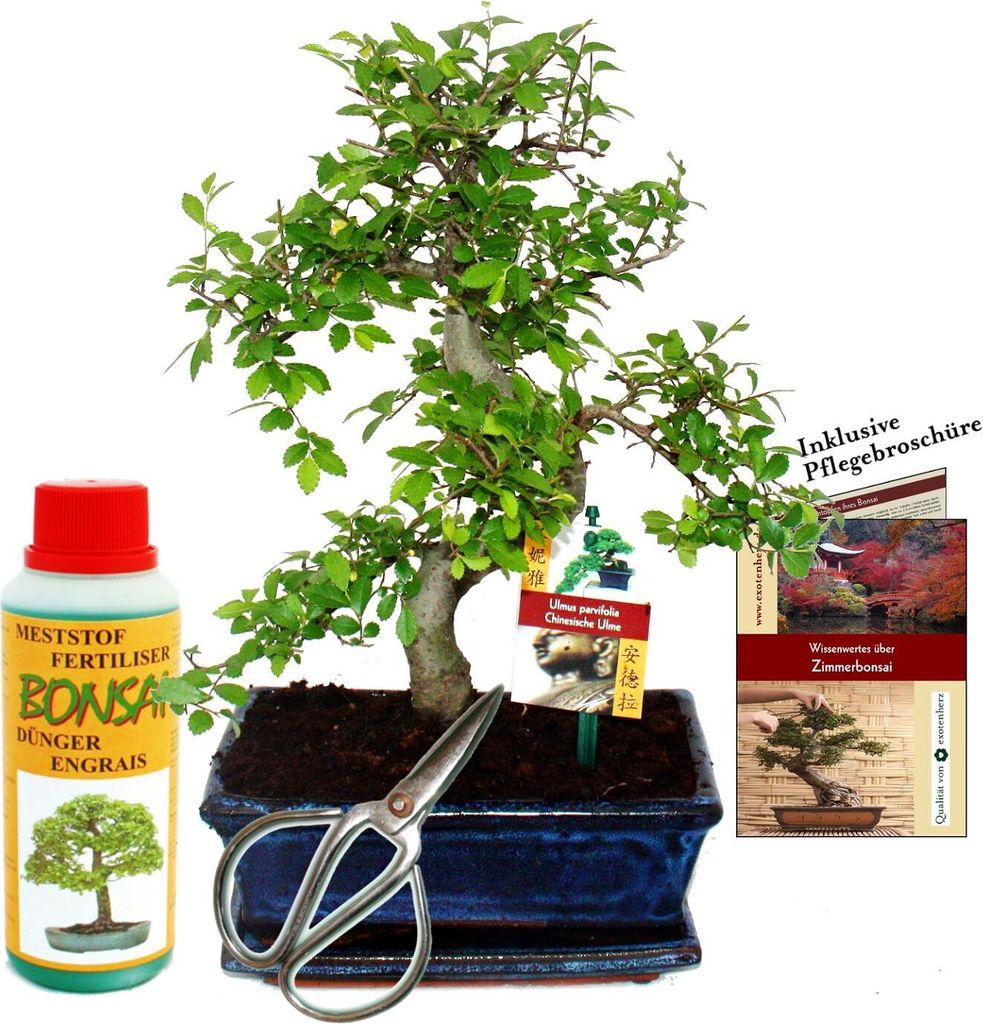 Zestaw upominkowy bonsai "Ulmus" - wiaz chinski - ok. 8 lat Zdjęcie produktu 