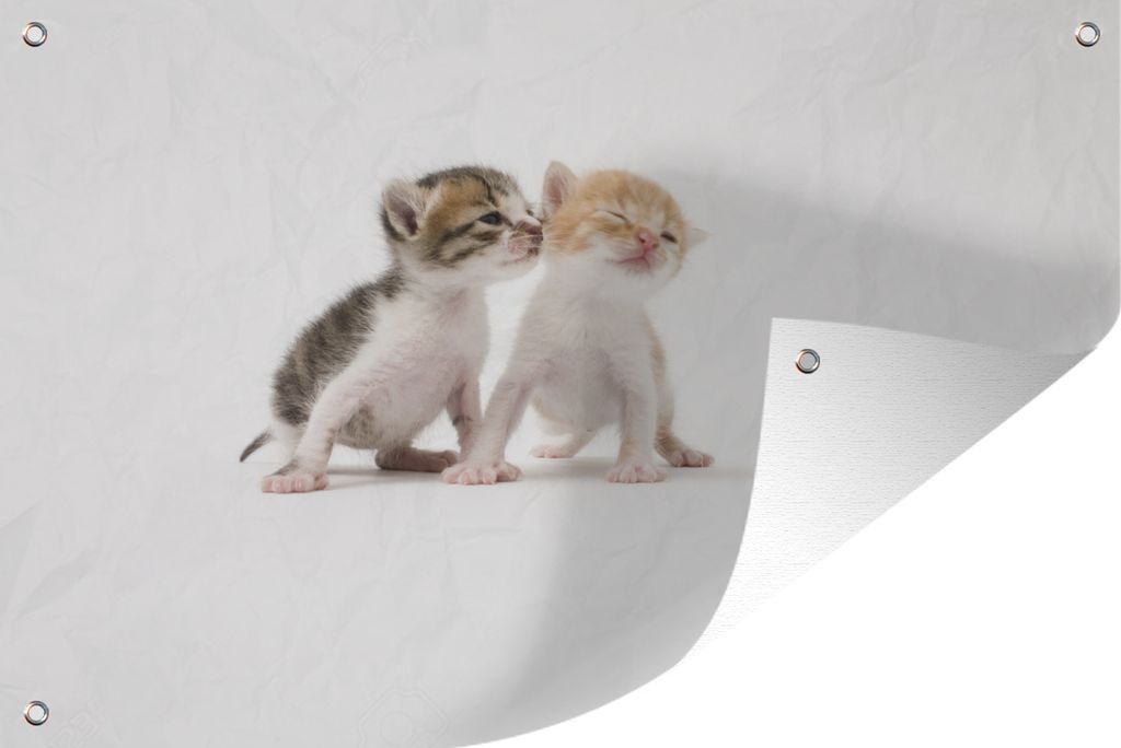 MuchoWow 120x80 cm Outdoor-Poster Gartendeko Sichtschutz Garten Poster für den Garten Kätzchen gibt Kuss