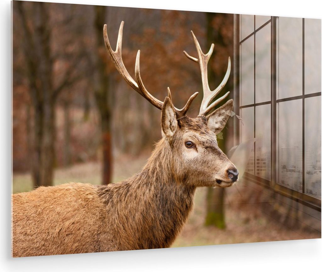 MuchoWow Glasbilder - Bilder auf Wandbild - Foto auf Glas Hirsch - Tier - Wald - Herbst - Hirschkopf - Braun - Natur 60x40 cm Wanddekoration aus Gl...