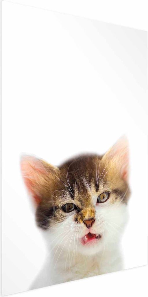 Posterpapier Poster - Annoyed Cat 60x90 cm Für Kinder g-B-0100-ao-a