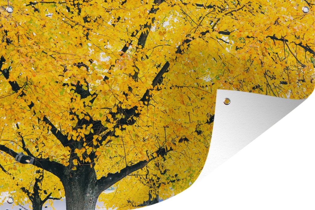 MuchoWow 90x60 cm Outdoor-Poster Gartendeko Sichtschutz Garten Poster für den Garten Baum im Herbst