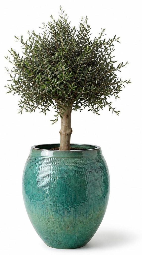 Drzewko oliwne w donicy ceramicznej Provencelia COCOON, Zdjęcie produktu 