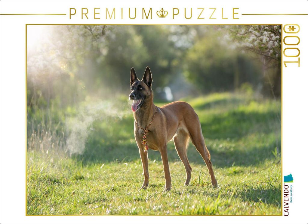 CALVENDO Puzzle Malinoishündin von den Mecklenburger Rüpeln | 1000 Teile Lege-Größe 64x48cm Foto-Puzzle für glückliche Stunden