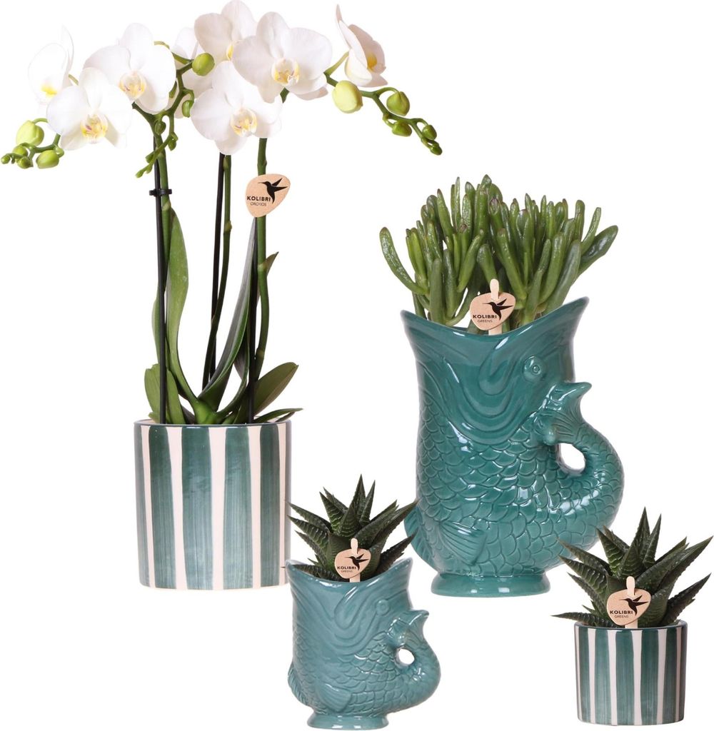 Set mit weißer Orchidee Amabilis & Sukkulenten – Blühende Zimmerpflanzen in keramischen Ziertöpfen Ø9 cm & Ø6 cm – Frisch vom Züchter