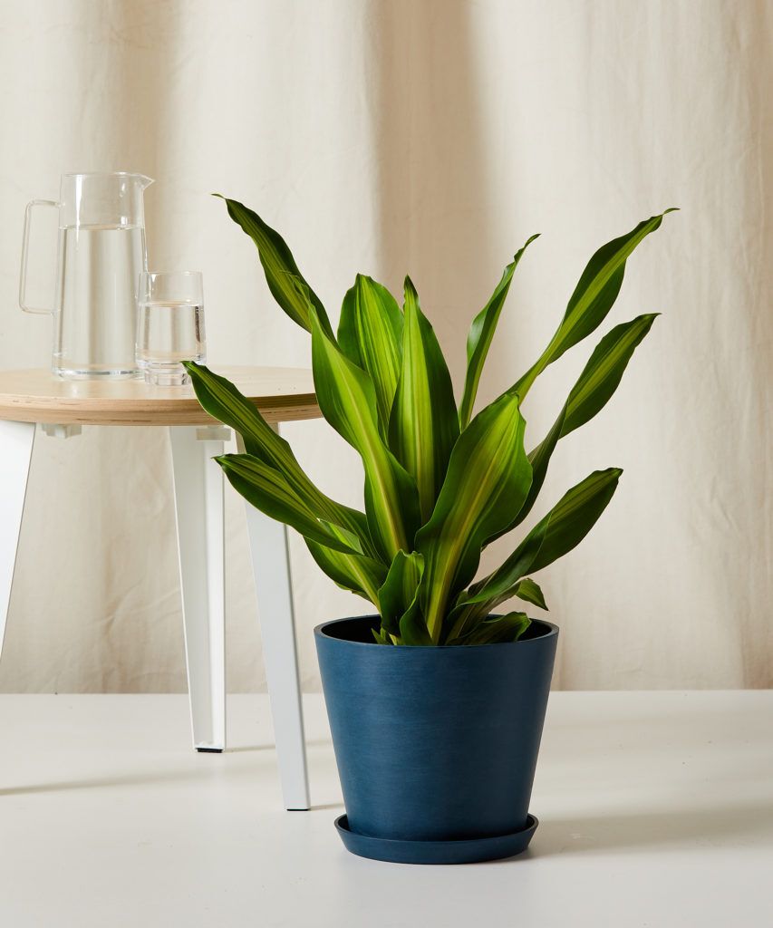 Zemina pro juky a dracény 5l - Biovita Obrázek produktu 20