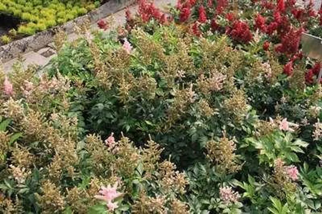 Aménager un Jardin d'Ombre avec 6 Astilbes Europa en Pots de 9cm
