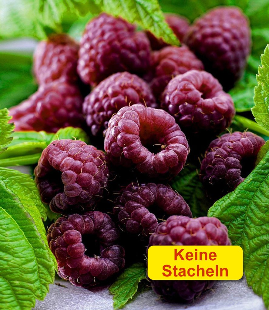 A close-up of dark red raspberries with green leaves.